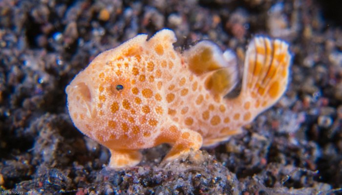 Spotted Baby Painted Frogfish 2